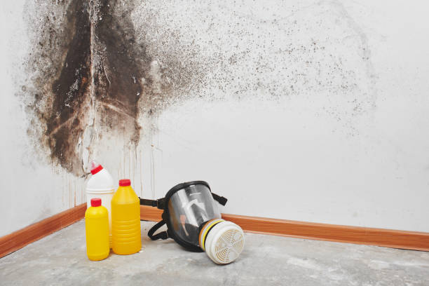 Best Mold Remediation for Schools in Lowell, OR