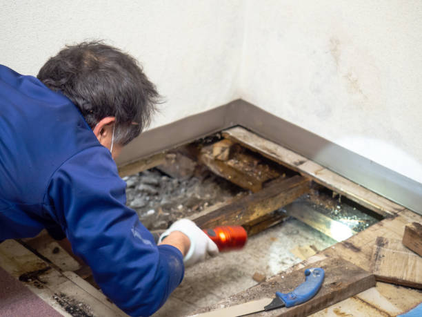 Best Residential Mold Remediation in Lowell, OR