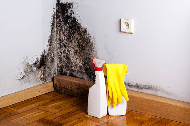 Best Localized Mold Remediation (e.g., coastal areas, humid climates) in Lowell, OR