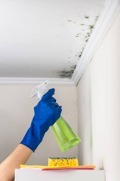 Best Post-Flood Mold Remediation in Lowell, OR